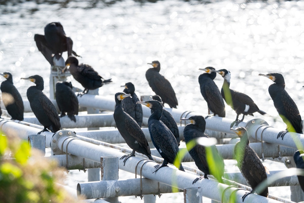 ダムにいる集団 - 2026.01.23 沖縄県西原町