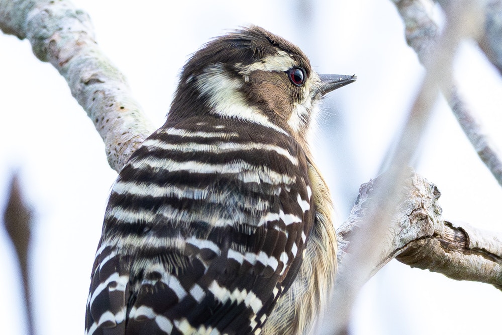 目はやや赤色 - 2025.10.27 沖縄県南城市