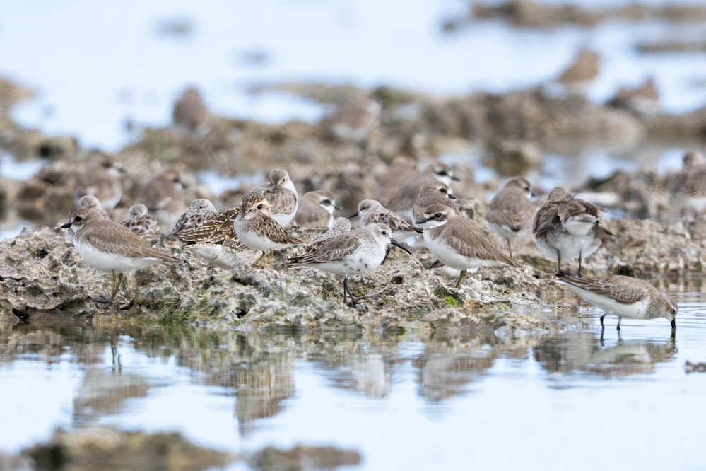 いろんなシギチと一緒にいる - 2025.03.15 沖縄県糸満市