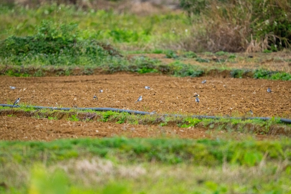 畑に集まるセキレイ達 - 2026.02.01 沖縄県金武町