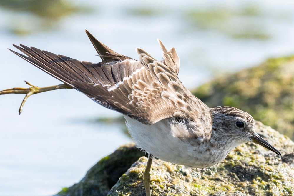 成鳥冬羽、割と近くまで寄ってくれた - 2026.02.21 沖縄県糸満市