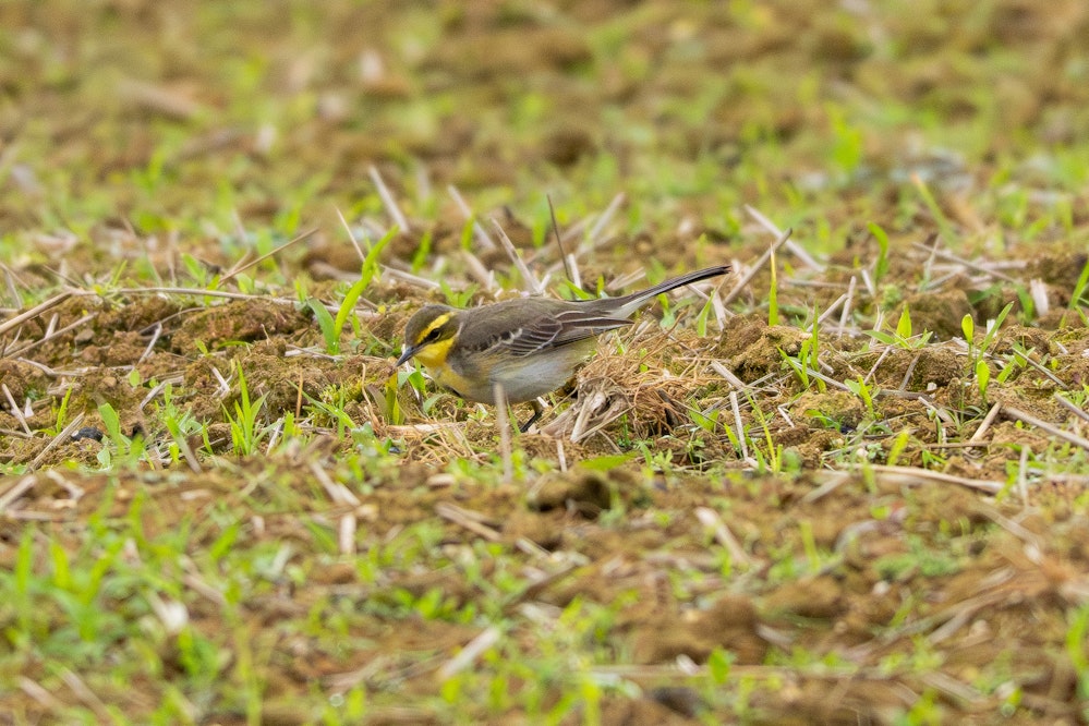 くっきり黄色の色が出ている個体 - 2026.02.03 沖縄県金武町