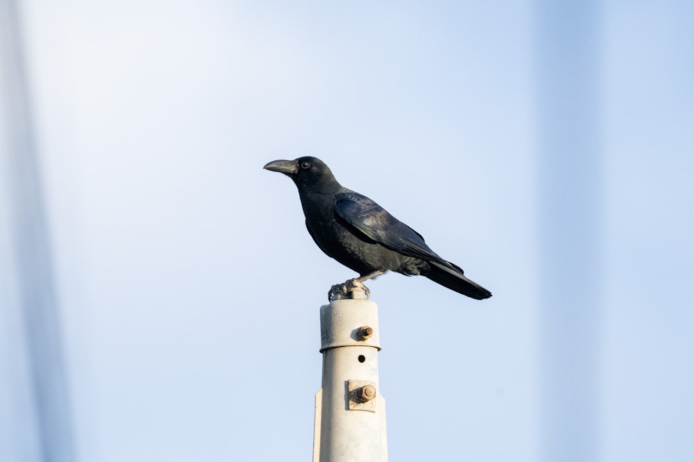 小柄で可愛らしい - 2026.01.11 沖縄県八重瀬町