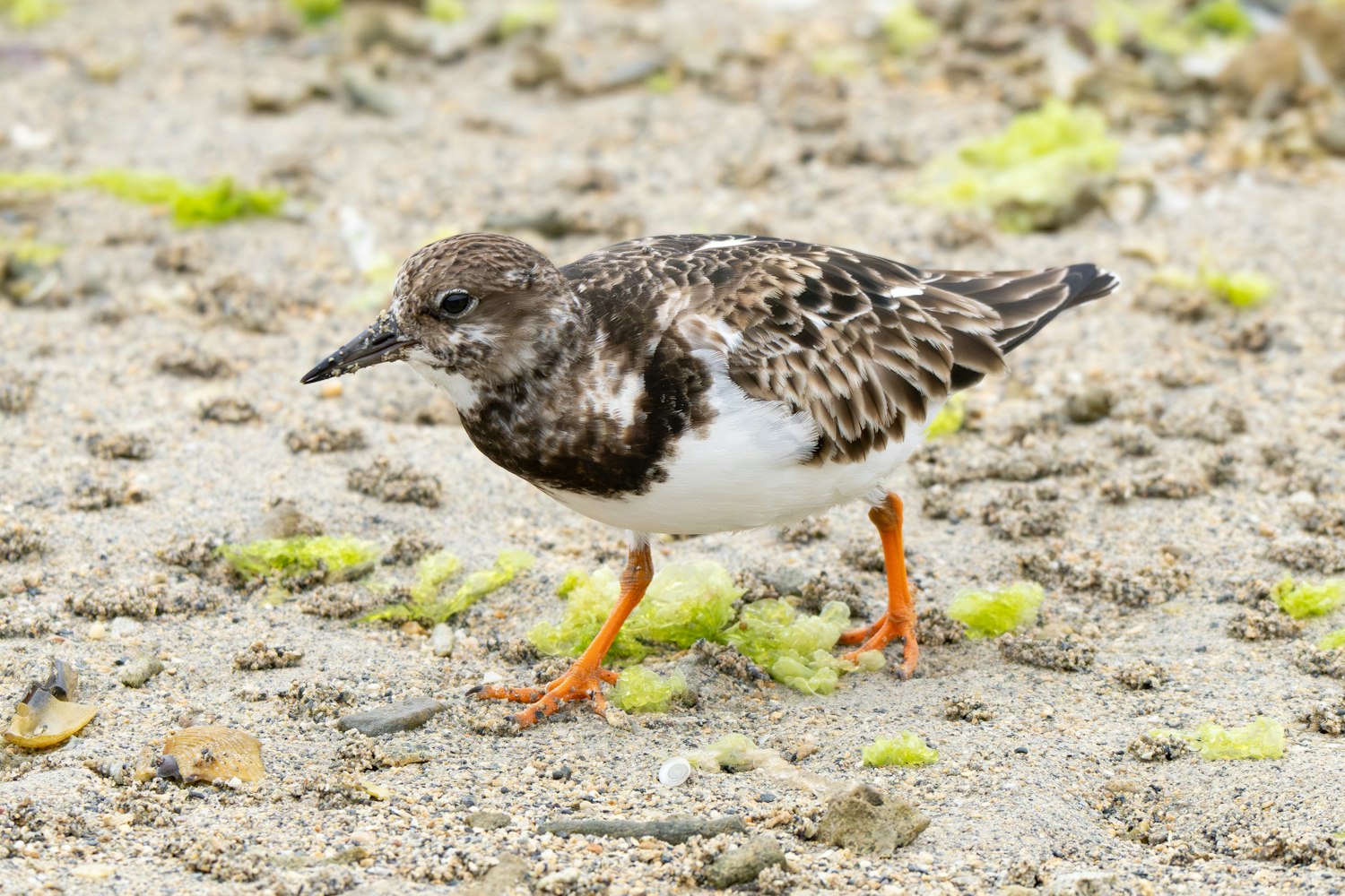 キョウジョシギ：Basic plumage（成鳥冬羽） - 2025.03.30 沖縄県沖縄市