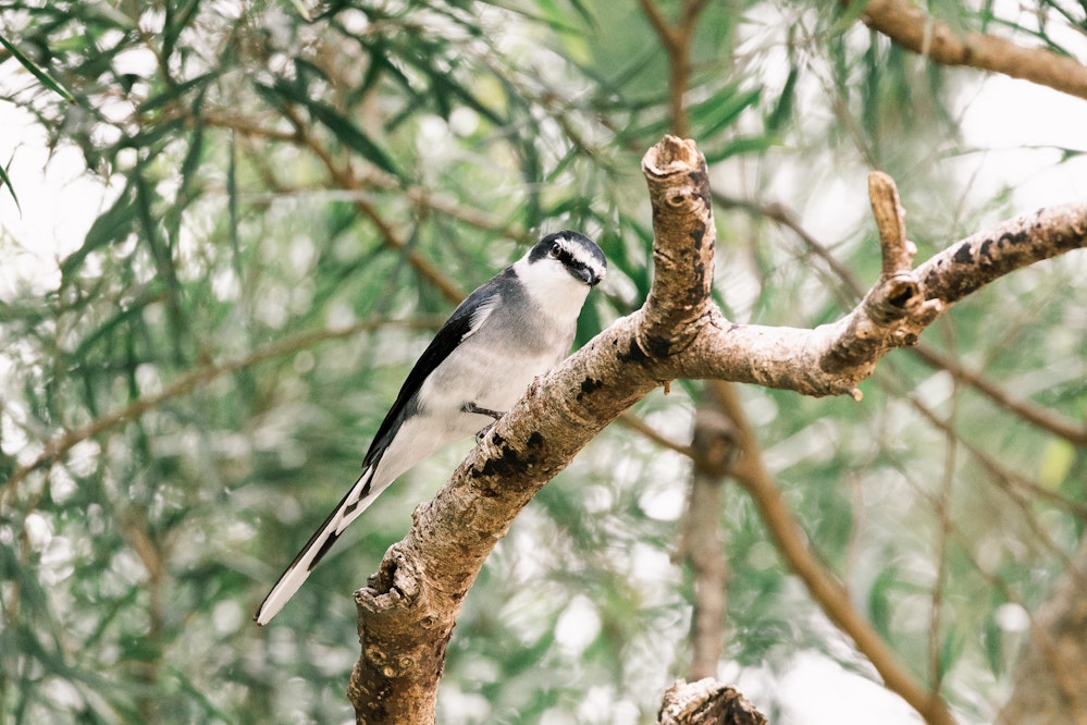 お腹の周りもサンショウクイに比べて灰色 - 2025.02.02 林（沖縄県国頭郡金武町） 