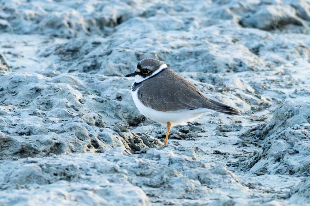 久しぶりに額までしっかり黒い子みた - 2025.11.24 沖縄県豊見城市
