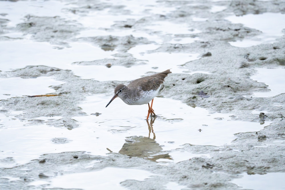 12℃の沖縄でも元気に歩いていました - 2026.01.22 沖縄県糸満市