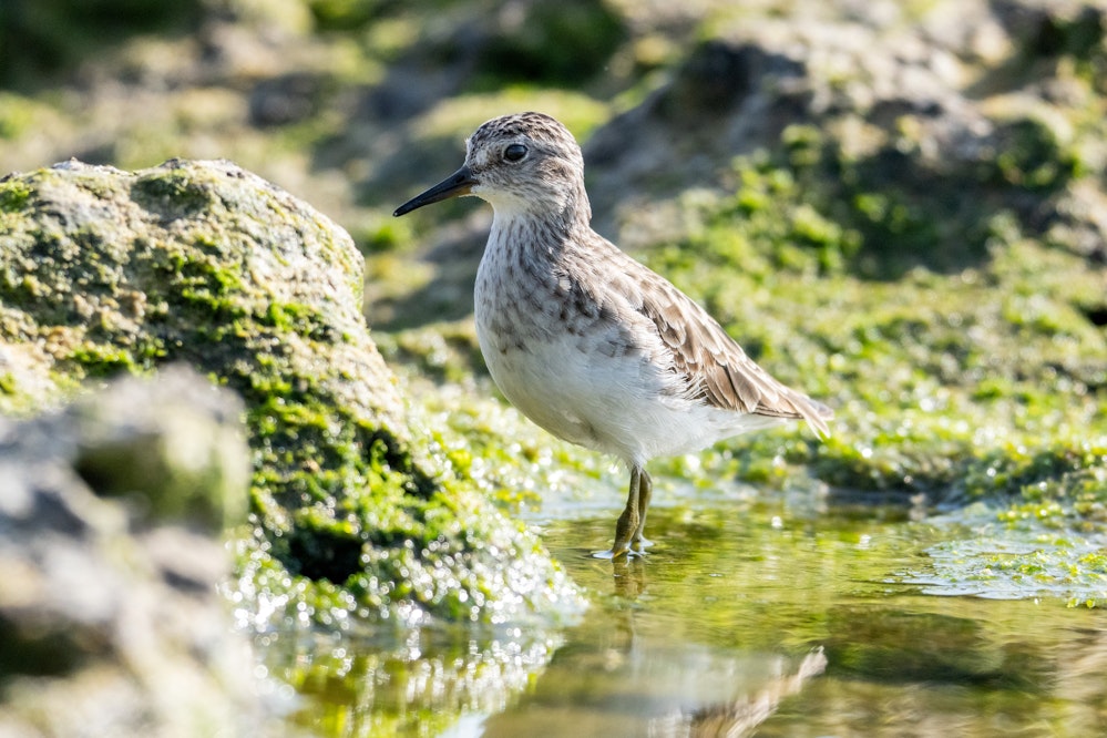 成鳥冬羽、割と近くまで寄ってくれた - 2026.02.21 沖縄県糸満市