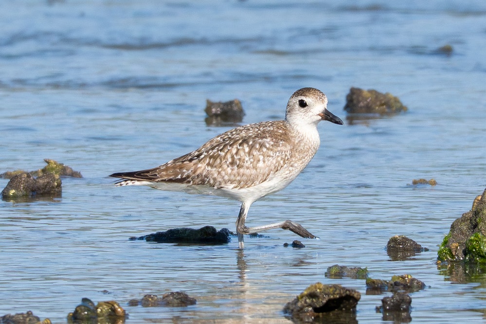 Formative plumage（第1回冬羽）- 2026.03.17 沖縄県南城市