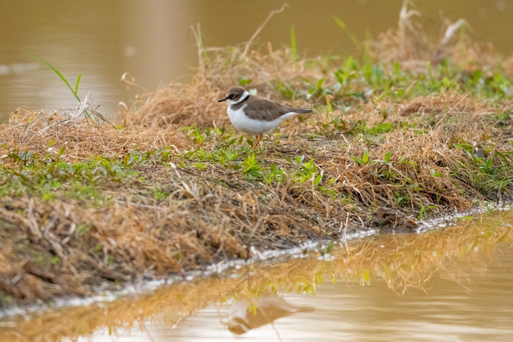 畑にいる - 2025.02.01 沖縄県金武町