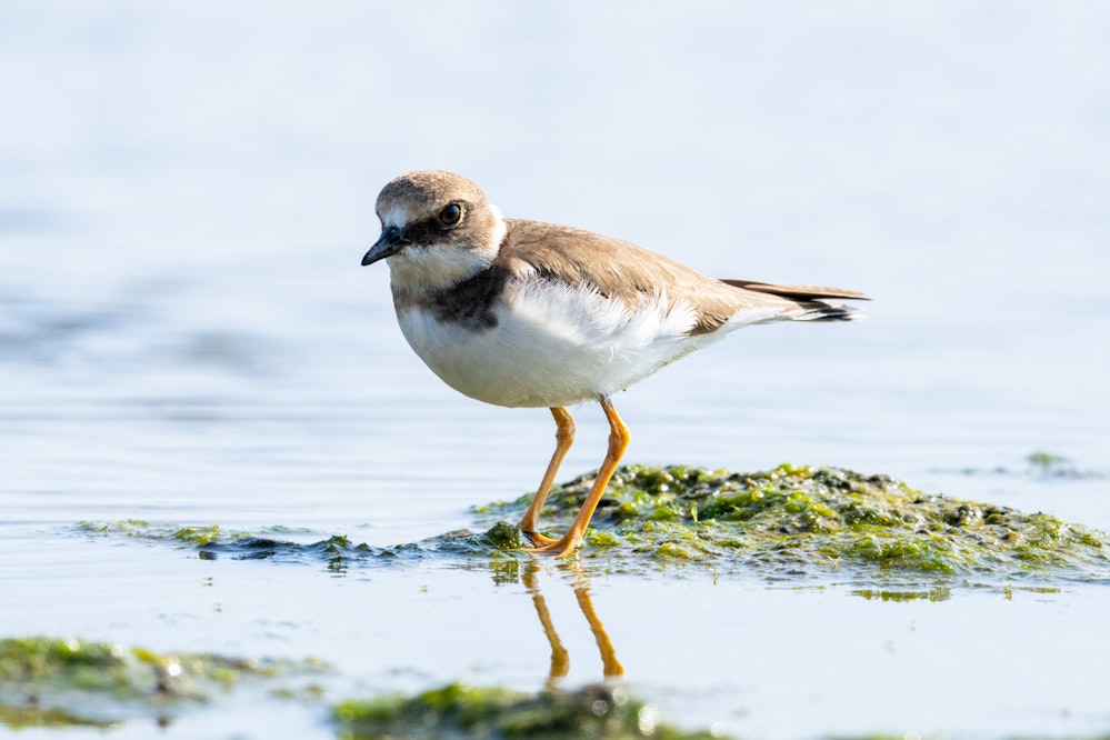 この日は海で5匹ほど見ました - 2026.02.22 沖縄県糸満市