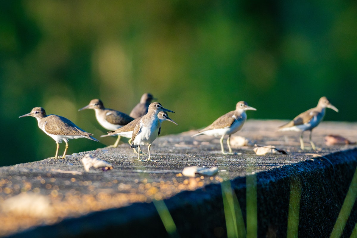 珍しく群れているイソシギ - 2025.10.08 沖縄県南城市