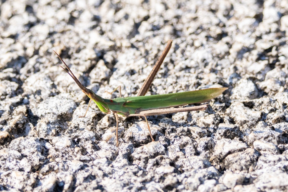 ショウリョウバッタ