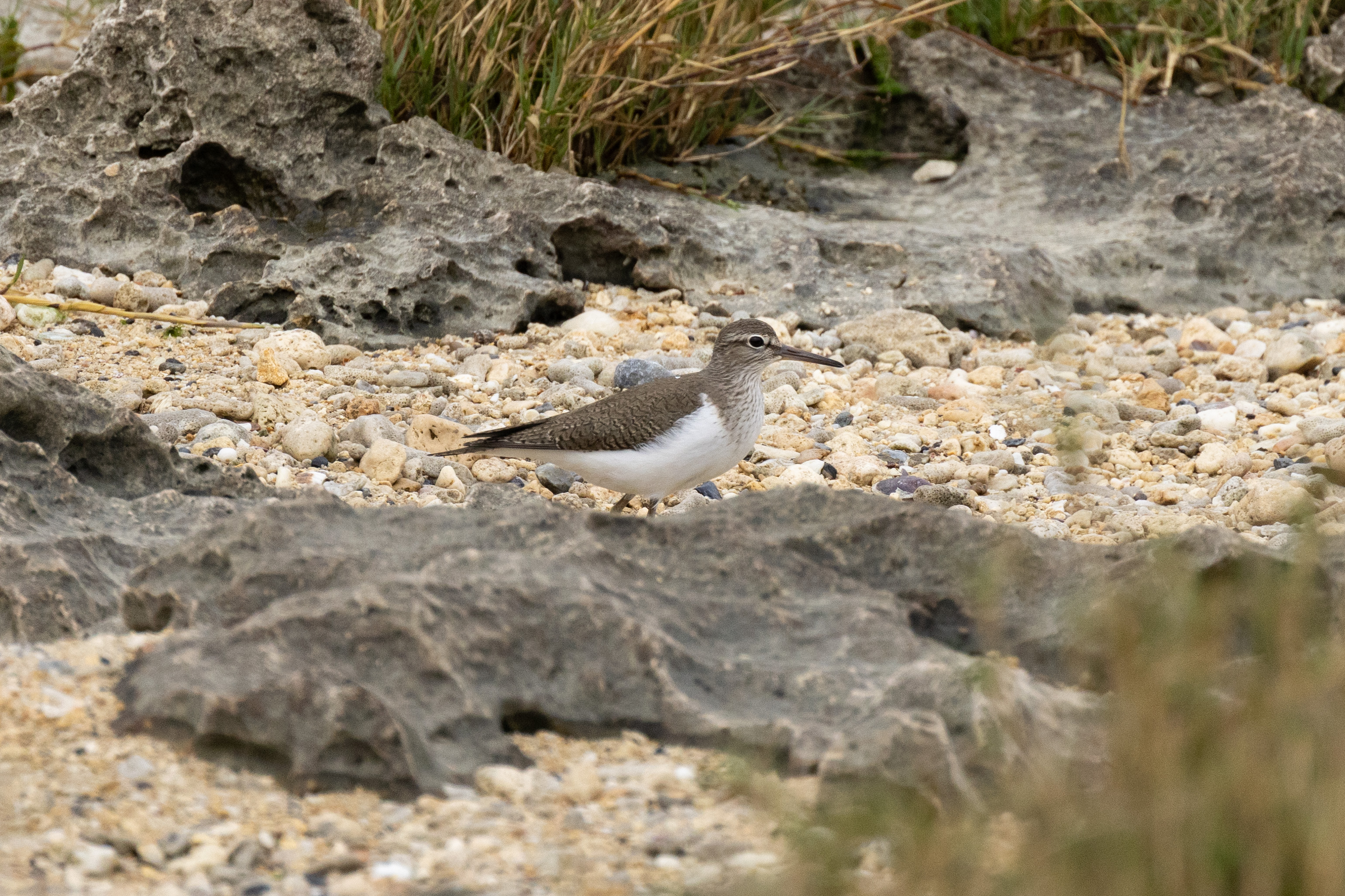 今日もまたひとり - 2025.03.29 沖縄県糸満市