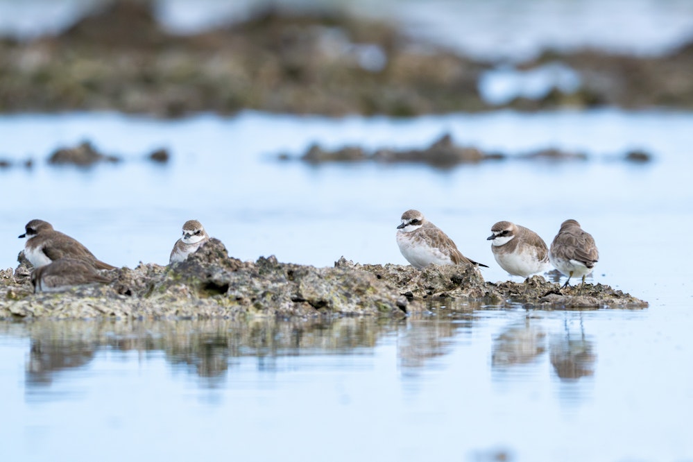 群れ - 2025.03.15 沖縄県糸満市