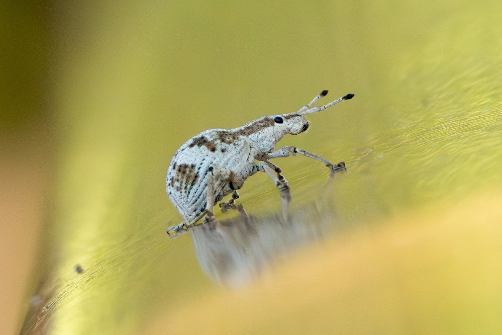 オキナワクワゾウムシ