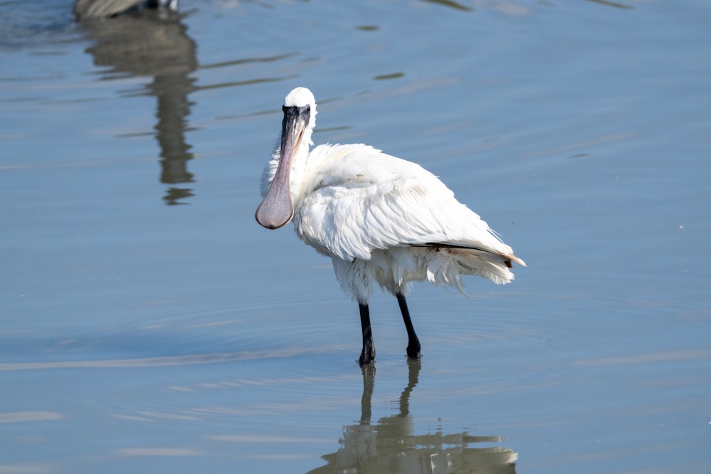 クロツラヘラギの幼鳥 - 2026.01.25 沖縄県豊見城市