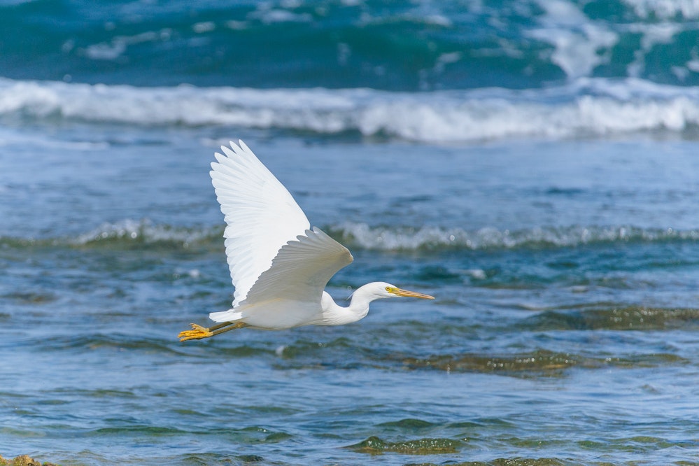 低空飛行するクロサギ(白色型) - 2025.01.26 沖縄県与那原町
