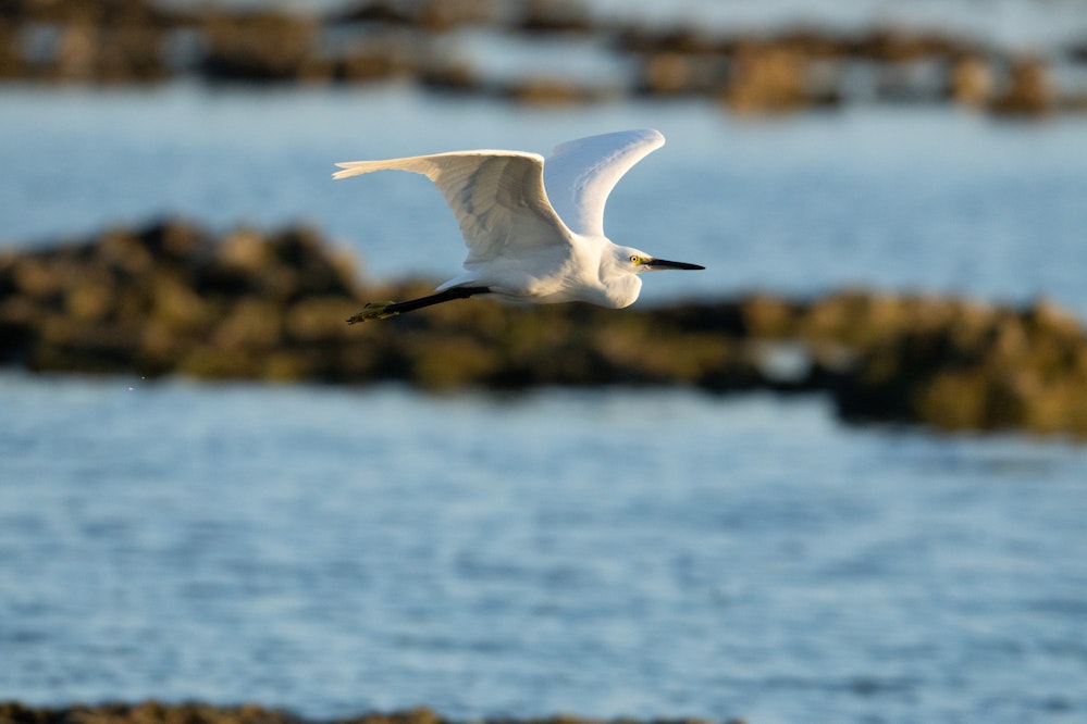 夕方、飛行中のコサギ - 2025.11.29 沖縄県糸満市
