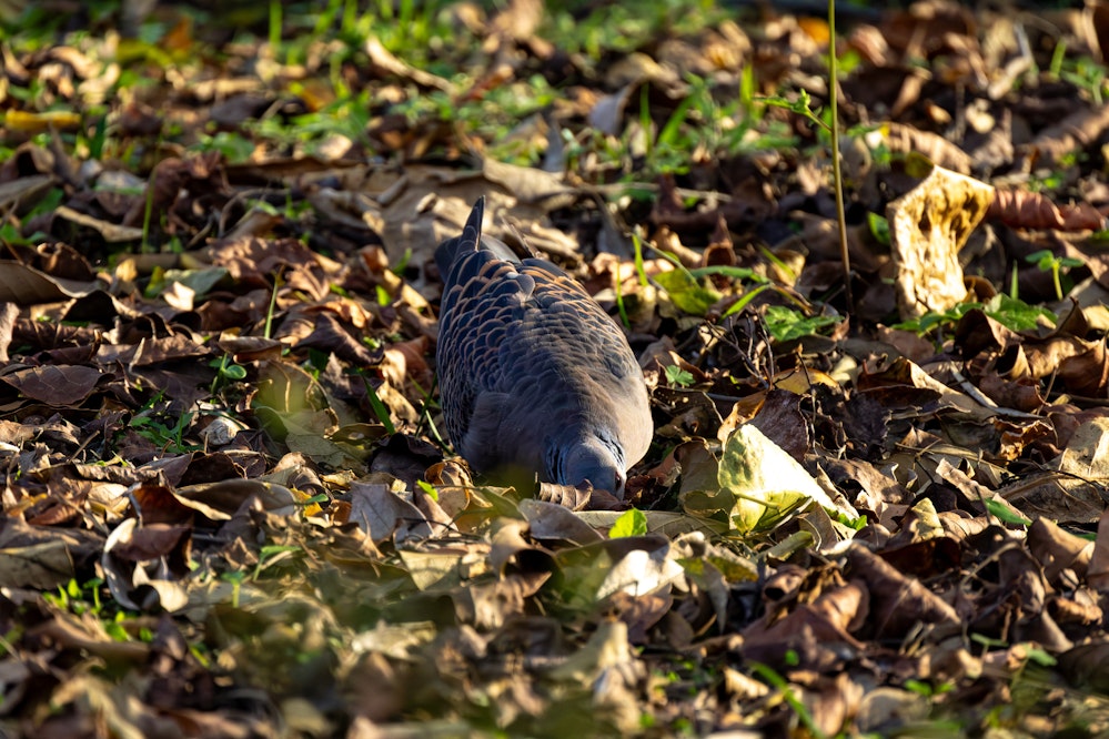 落ち葉の上でゴロゴロするキジバト