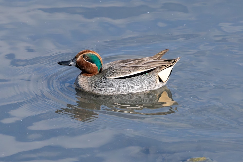 オスをしっかり見れたのは1年後。メスに比べて個体数が少ない？ - 2026.01.25