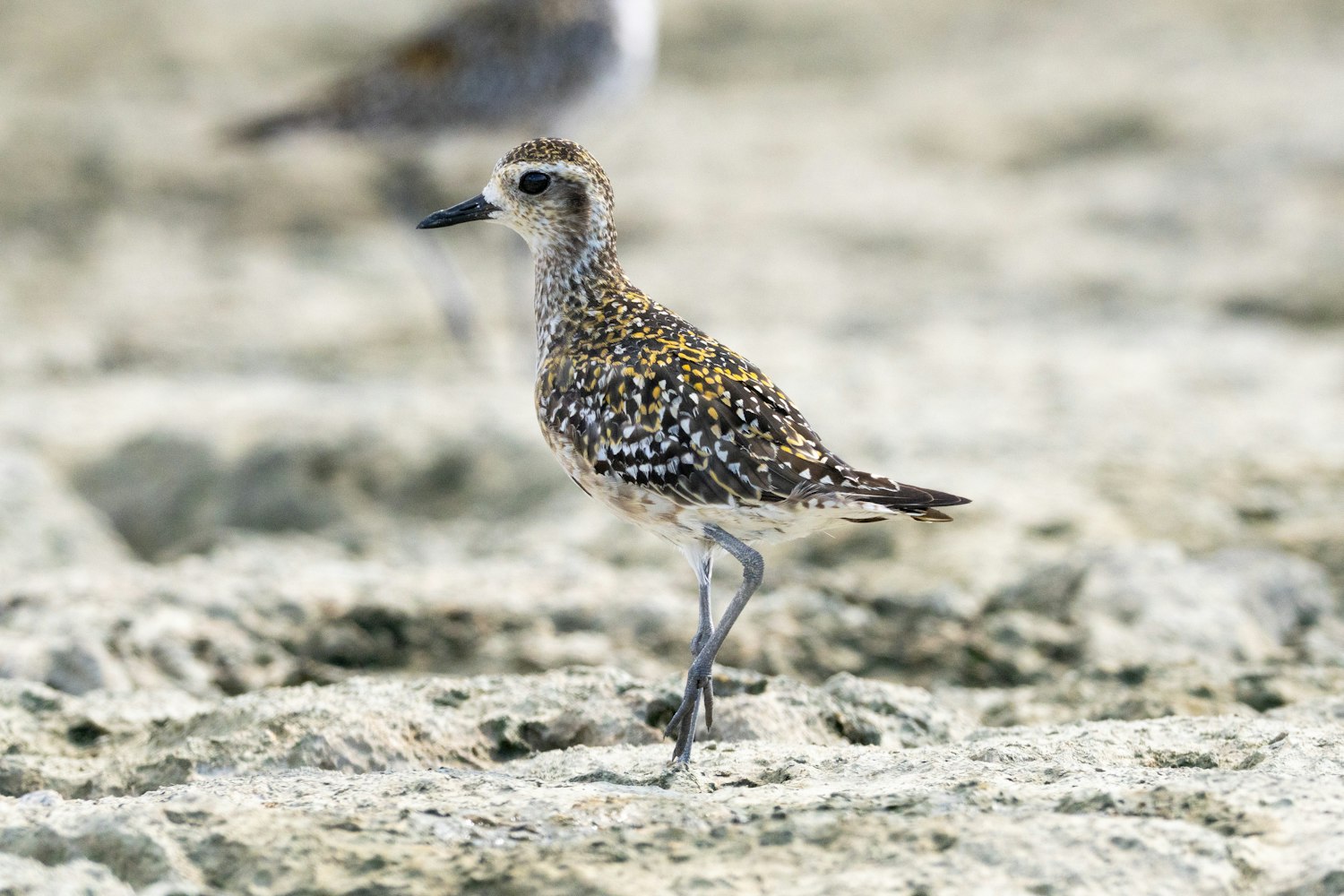 黄色の小さな斑点が均一に散っているので幼鳥? - 2025.09.28 沖縄県糸満市