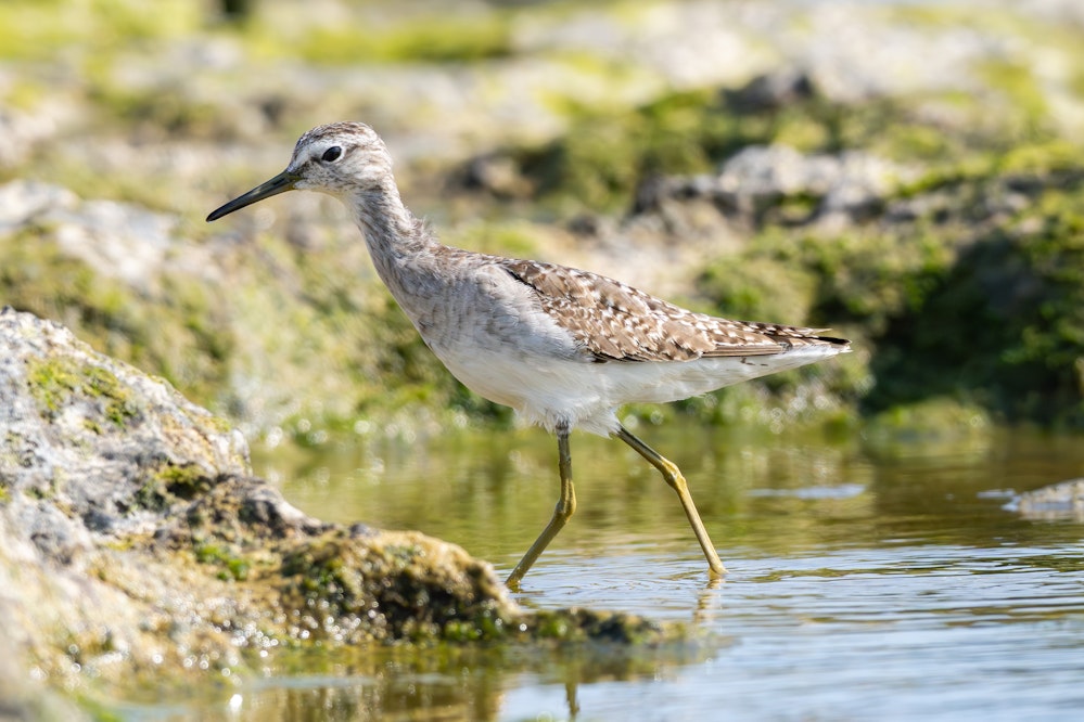 海で1羽だけ見かけた - 2025.02.22 沖縄県糸満市