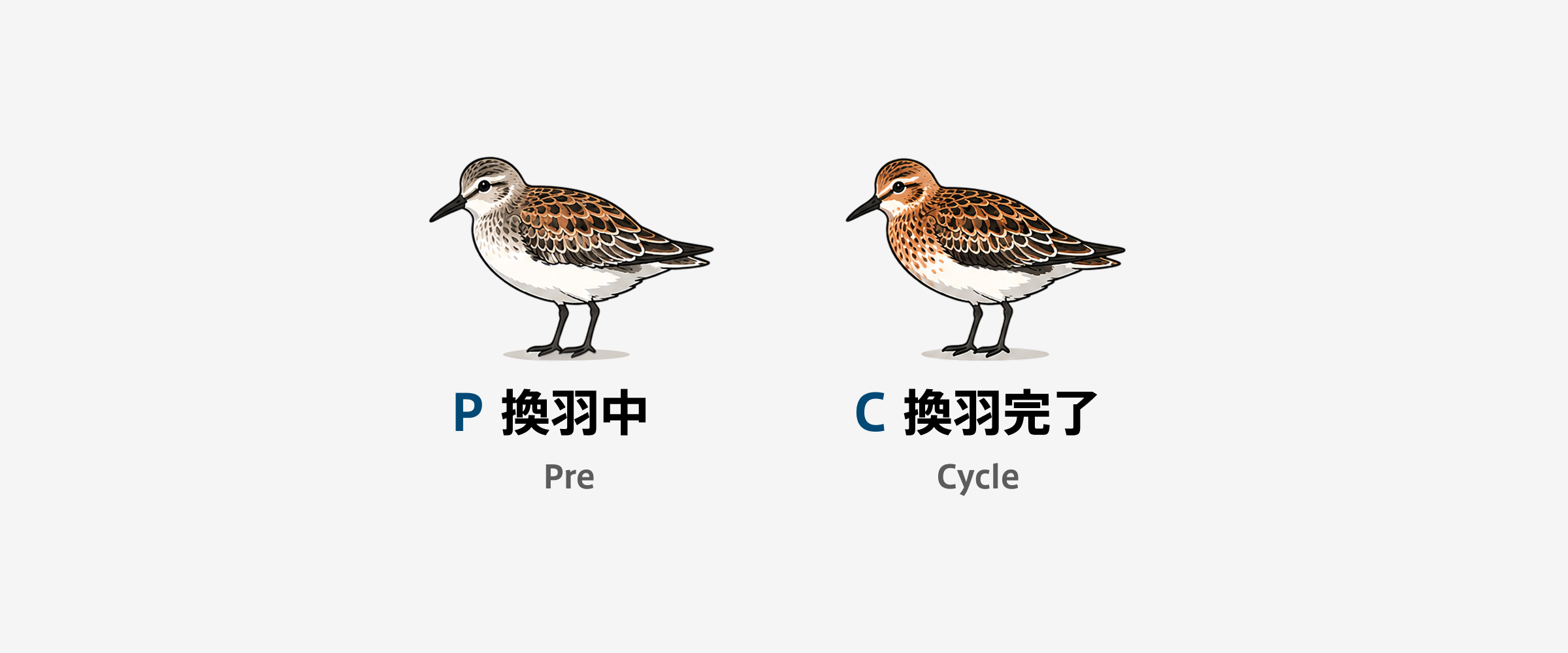 WRP System(Wolfe–Ryder–Pyle System)換羽サイクルに基づく年齢・羽衣の記載方法:WRPシステム換羽