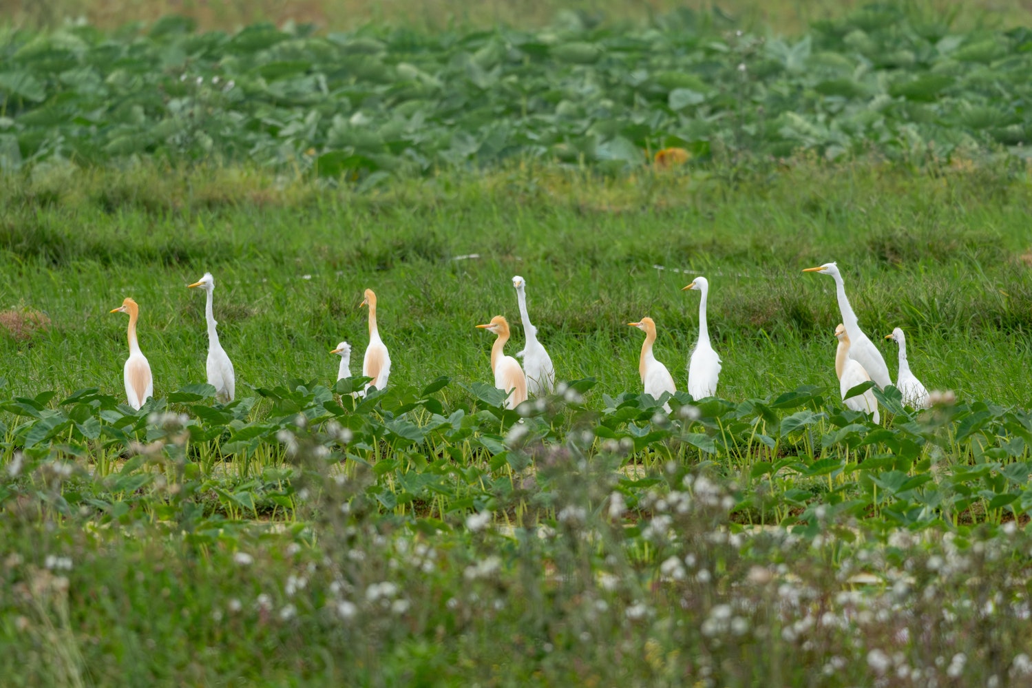 アマサギ:芋畑のアマサギ - 2026.04.12 沖縄県金武町