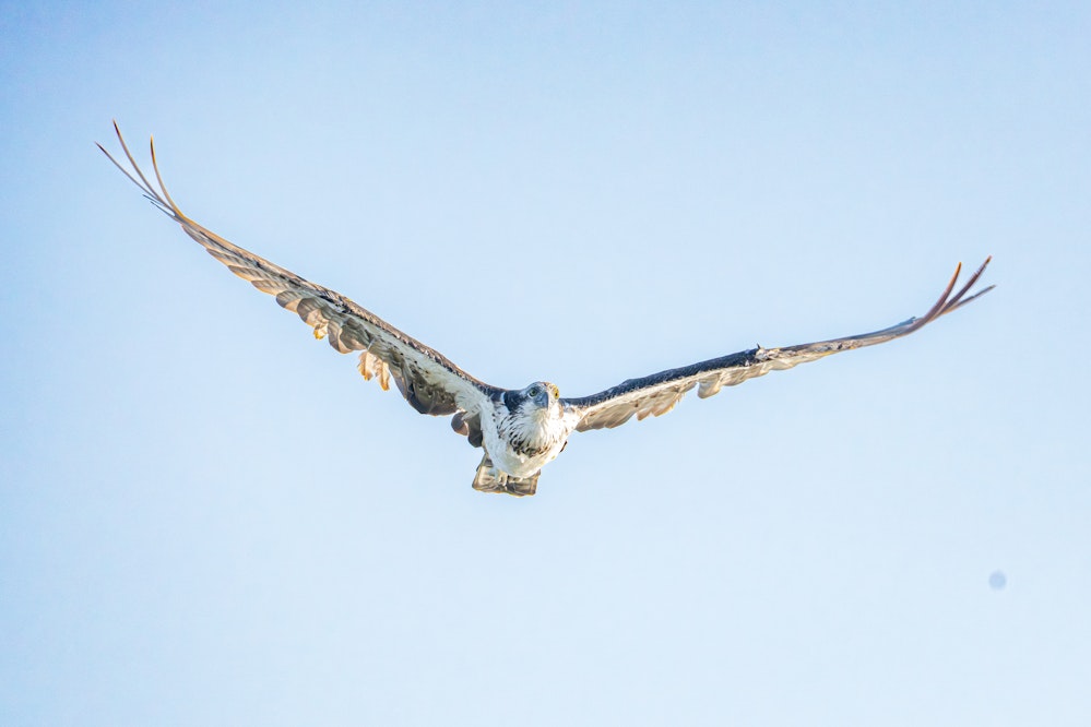 初めて撮れた飛ぶミサゴ - 2025.8.15 沖縄県那覇市