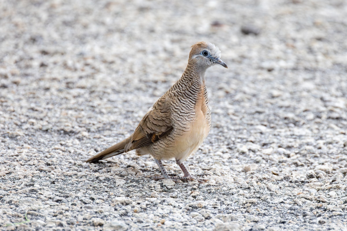 マレーシアの野鳥:チョウショウバト