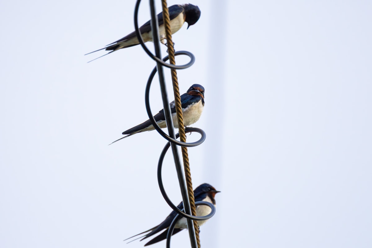 電線に留まっている姿をよく見る