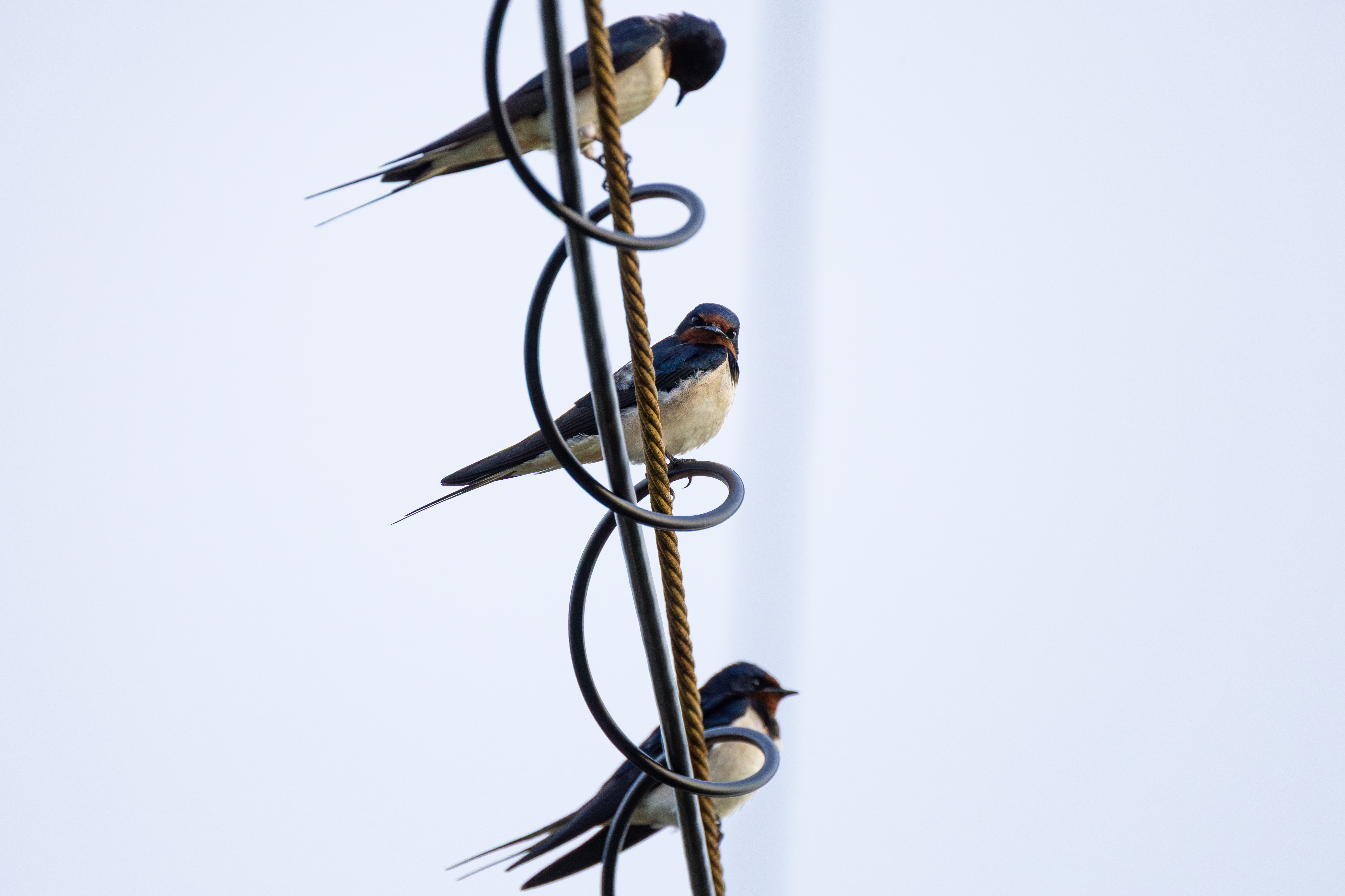 リュウキュウツバメ｜沖縄の野鳥