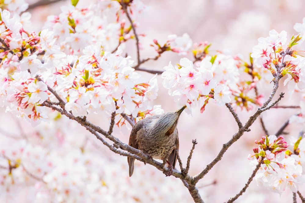  桜とヒヨドリ
