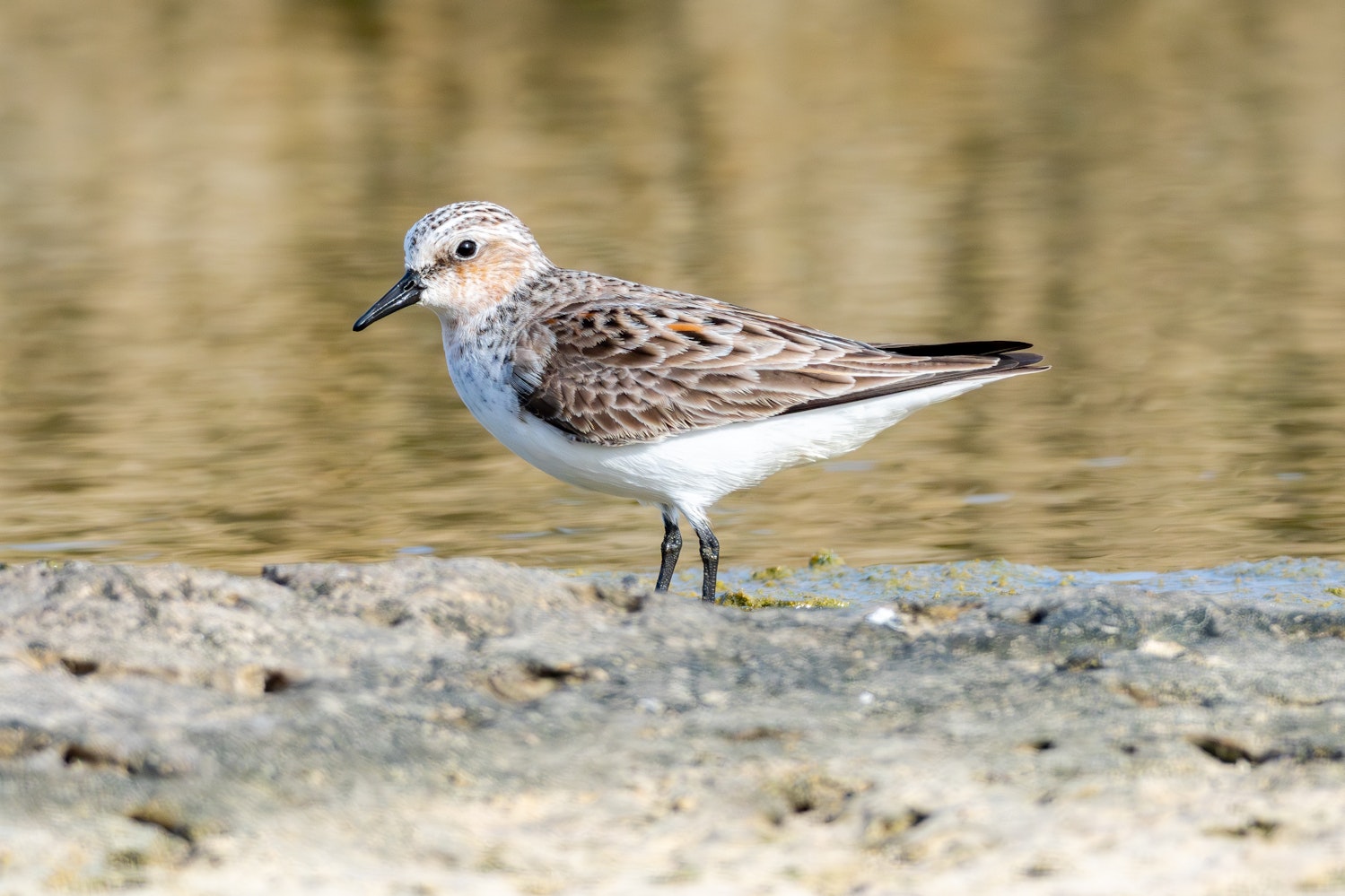 トウネン：DPA（成鳥夏羽への換羽中） 擦れは多少あるが全体的に綺麗な羽の状態から予想 - 2026.05.15 沖縄県糸満市