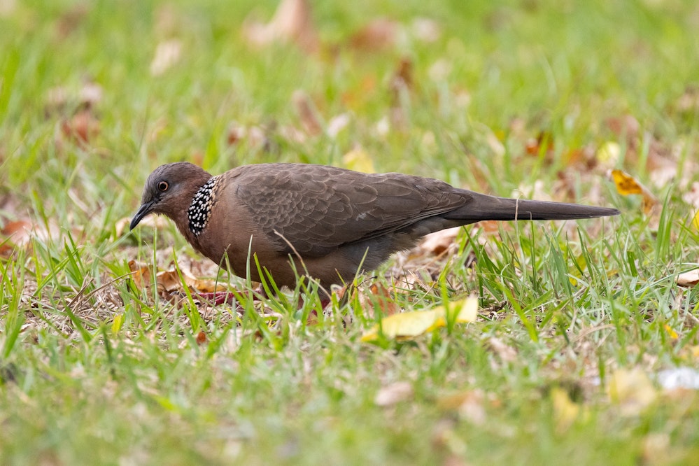 カノコバト - 2026.03.21 台湾台北市 
