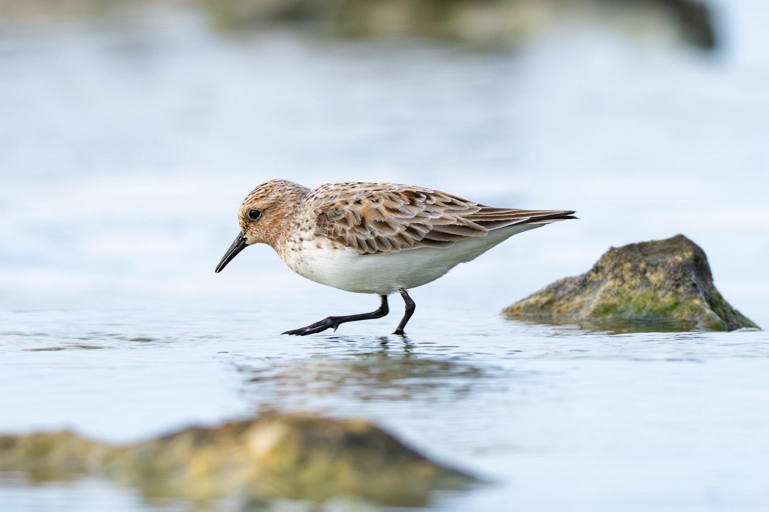 トウネン：Alternate plumage（成鳥夏羽）へ移行中 - 2026.04.29 沖縄県糸満市