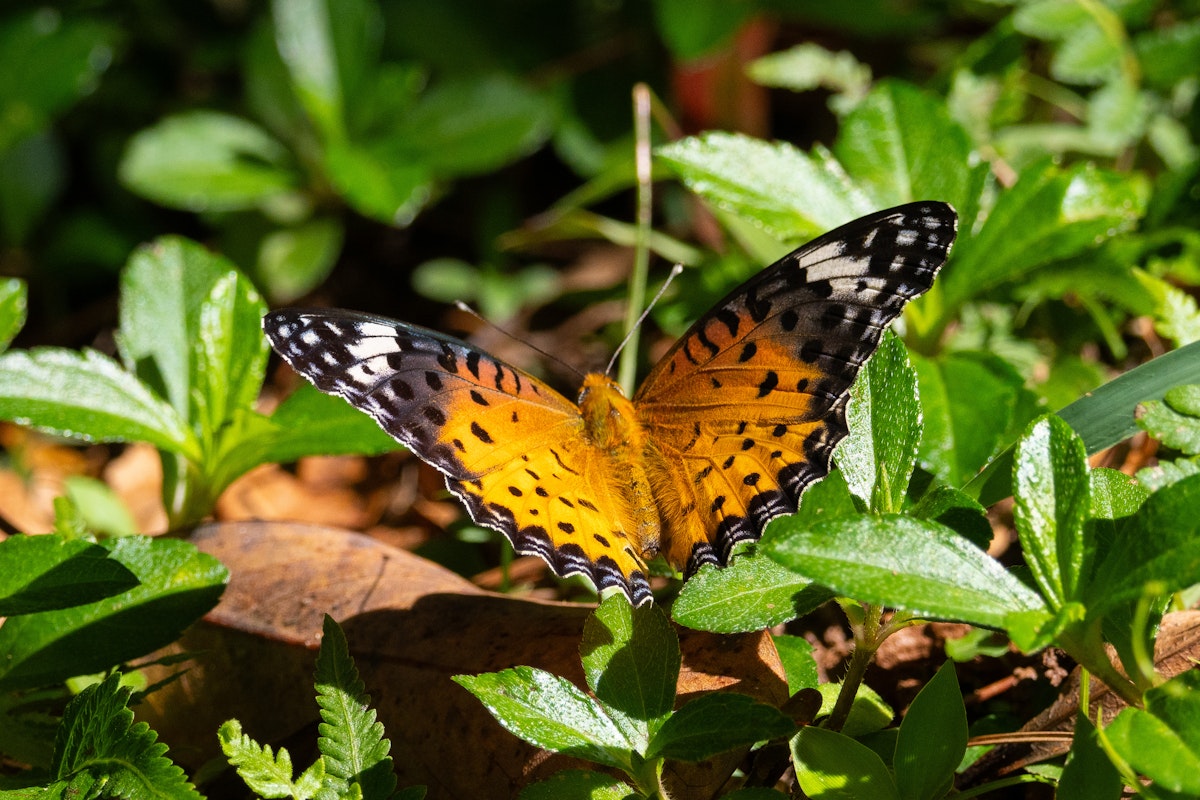 ツマグロヒョウモン（褄黒豹紋） - 2025.10.25 沖縄県読谷村