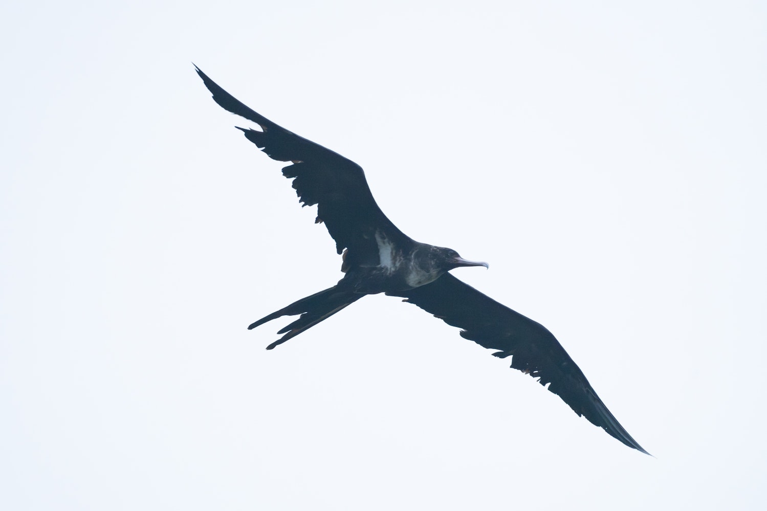 コグンカンドリ：成鳥 - 2026.06.02 沖縄県糸満市
