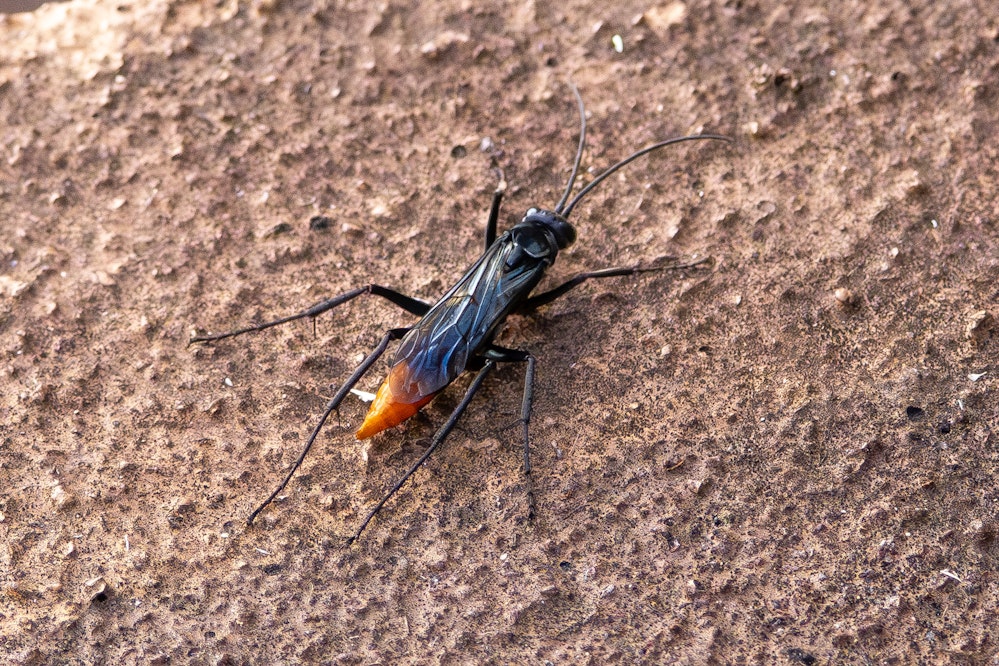 ツマアカベッコウ