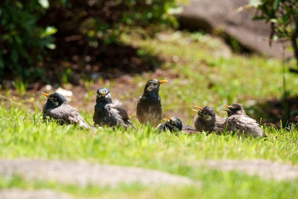 地面でくつろぐムクドリ達 - 2025.06.20 東京都港区