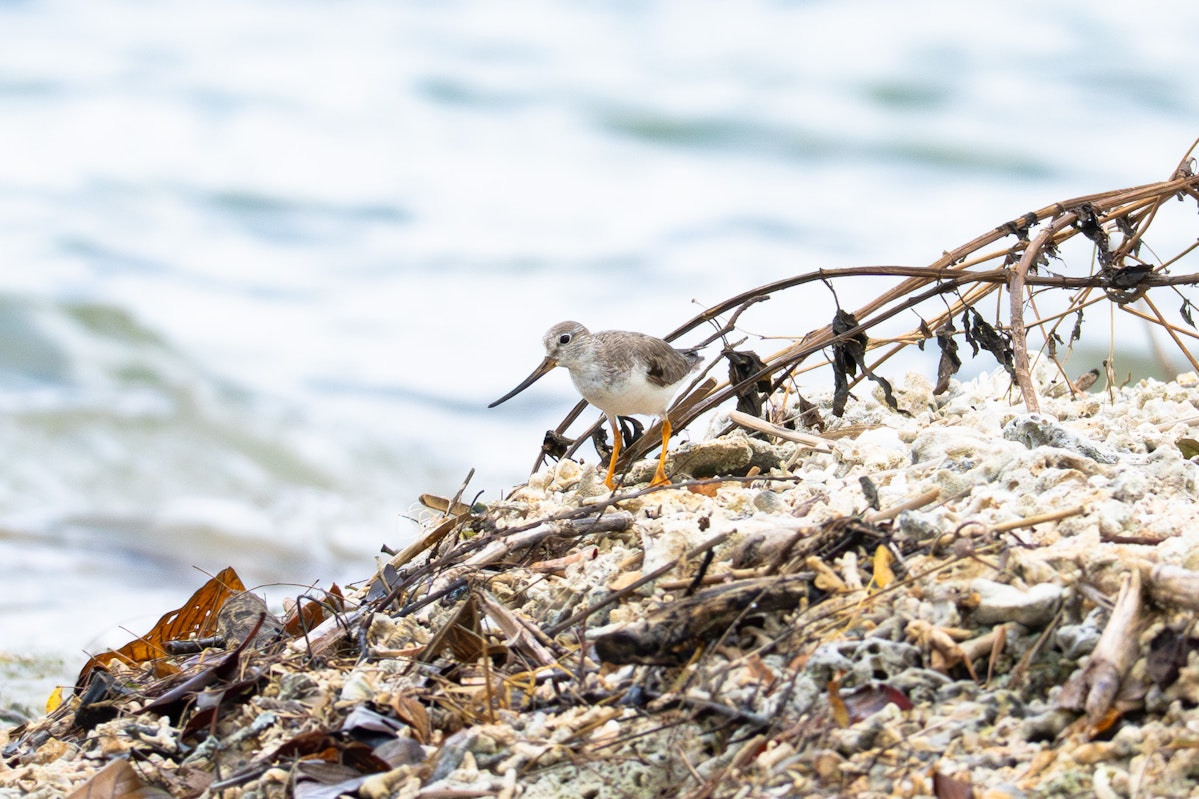 小さなソリハシシギ - 2025.07.16 干潟（沖縄県南城市）
