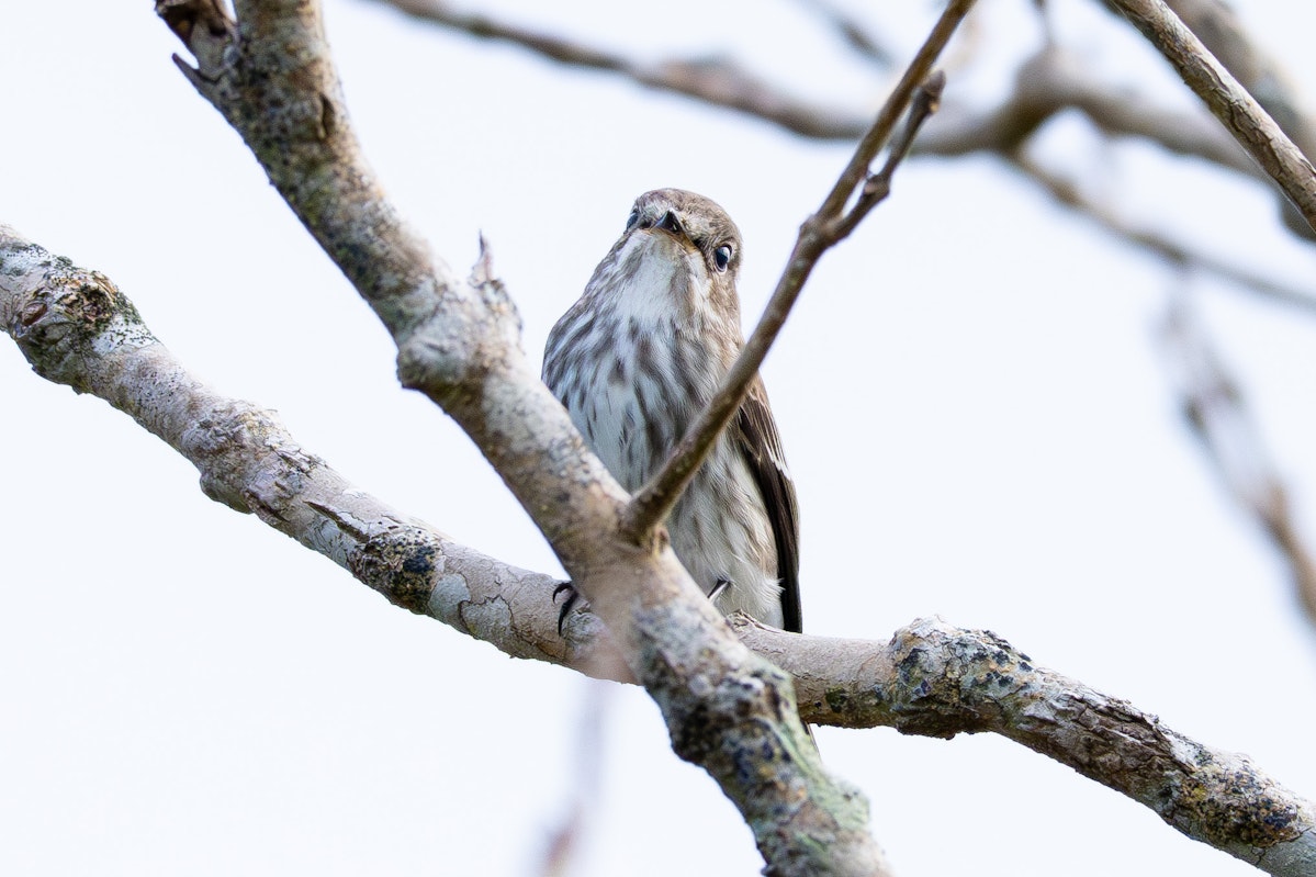 秋にやってくるエゾビタキ - 2025.10.26 沖縄県南城市 