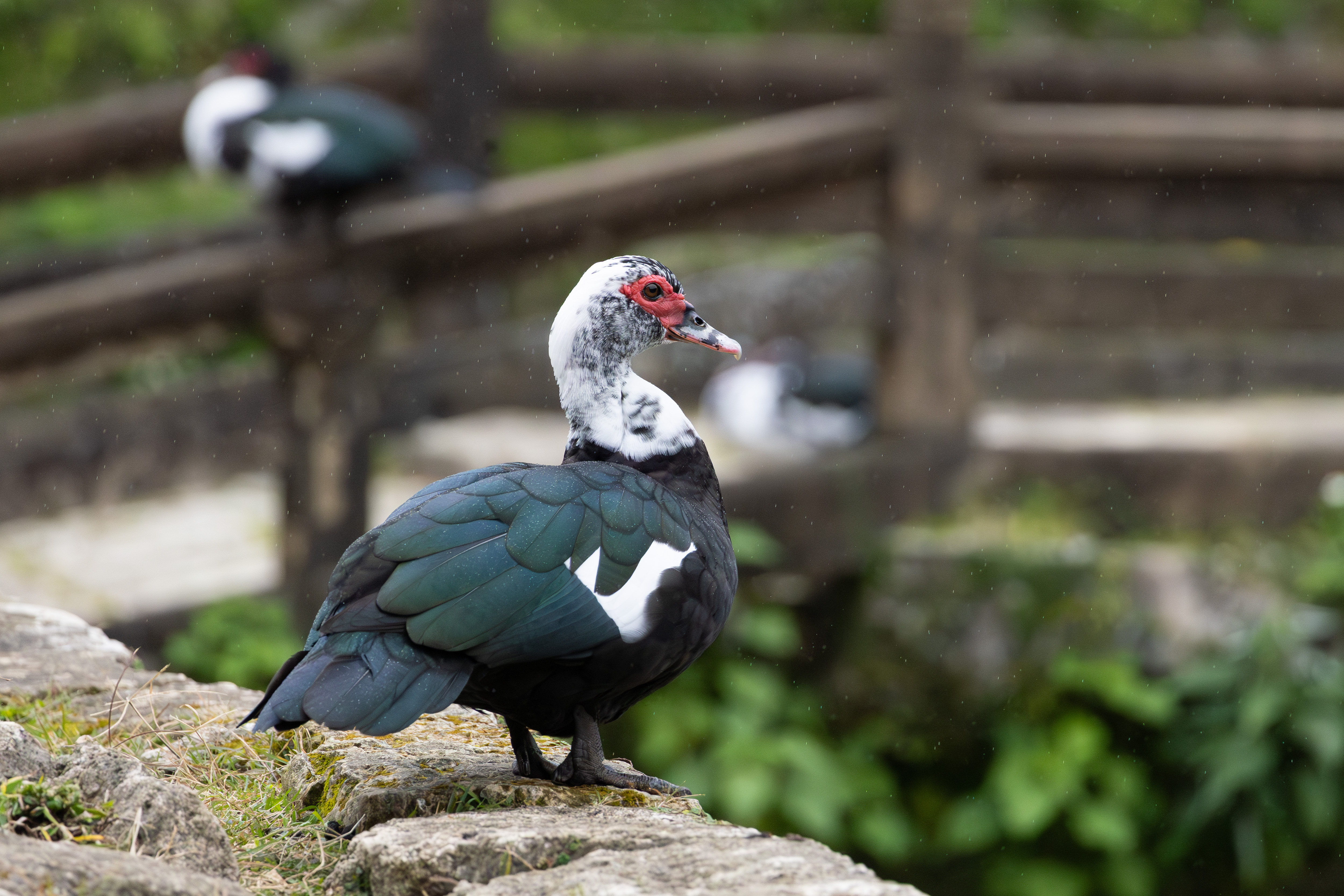 カラーバリエーションが多いノバリケン