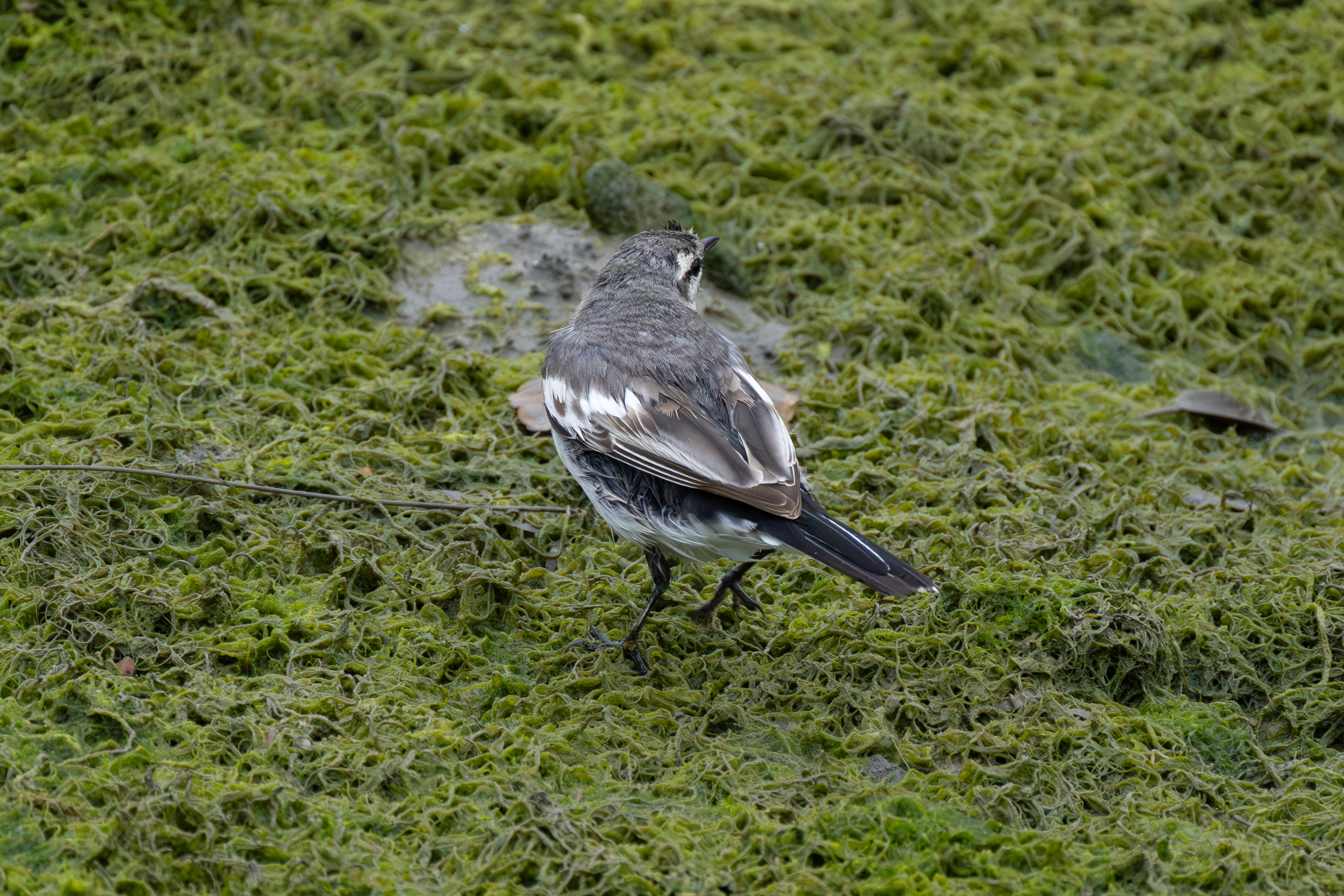 はじめて見たハクセキレイ - 2025.02.23 沖縄県豊見城市