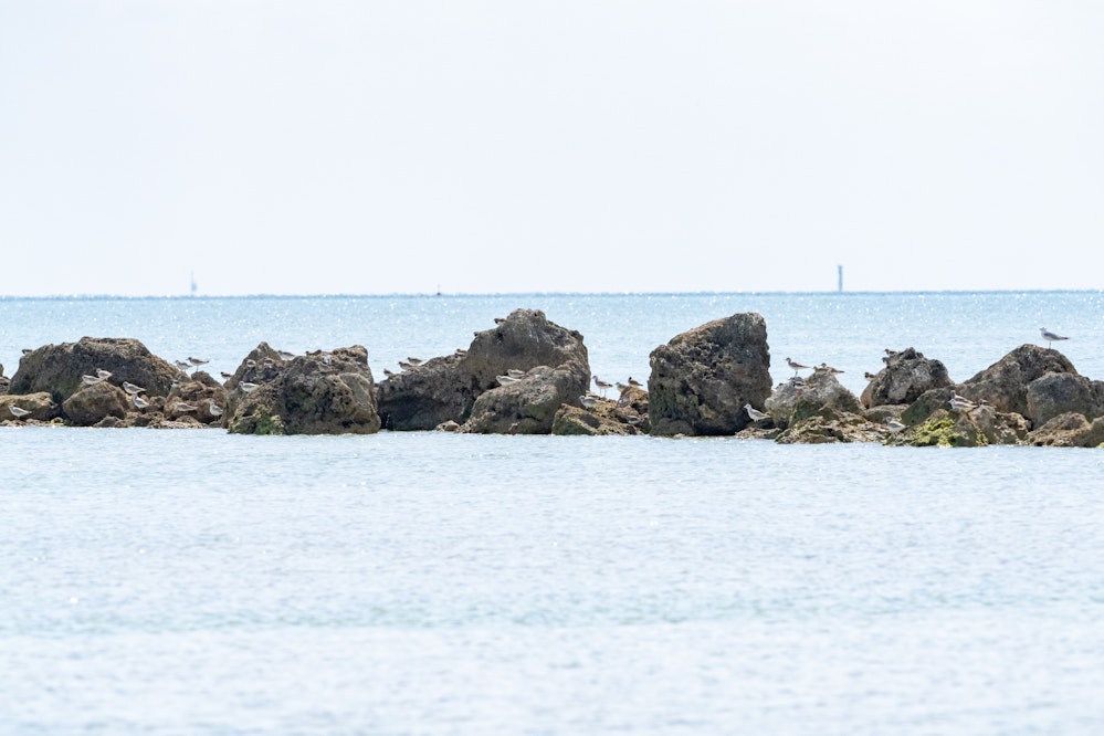 満潮で岩場に集まるダイゼン - 2026.03.08 沖縄県沖縄市