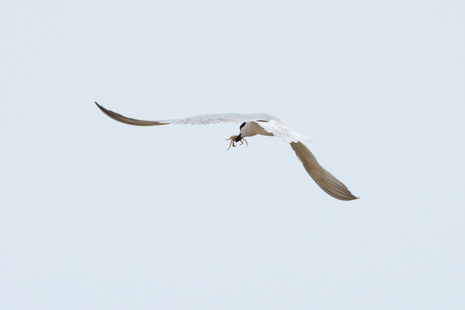 ハシブトアジサシ:蟹を採餌する様子 - 2026.06.06 沖縄県宜野座村