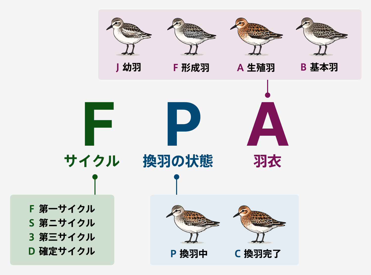 WRP System(Wolfe–Ryder–Pyle System)換羽サイクルに基づく年齢・羽衣の記載方法:WRPシステムコード