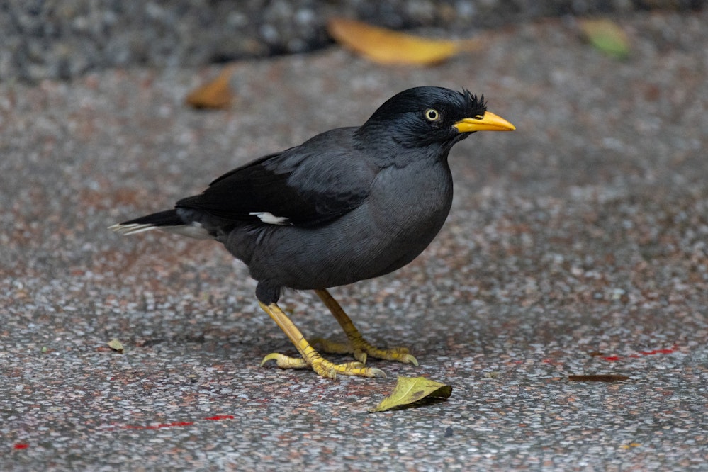 ジャワハッカ - 2026.03.21 台湾台北市 