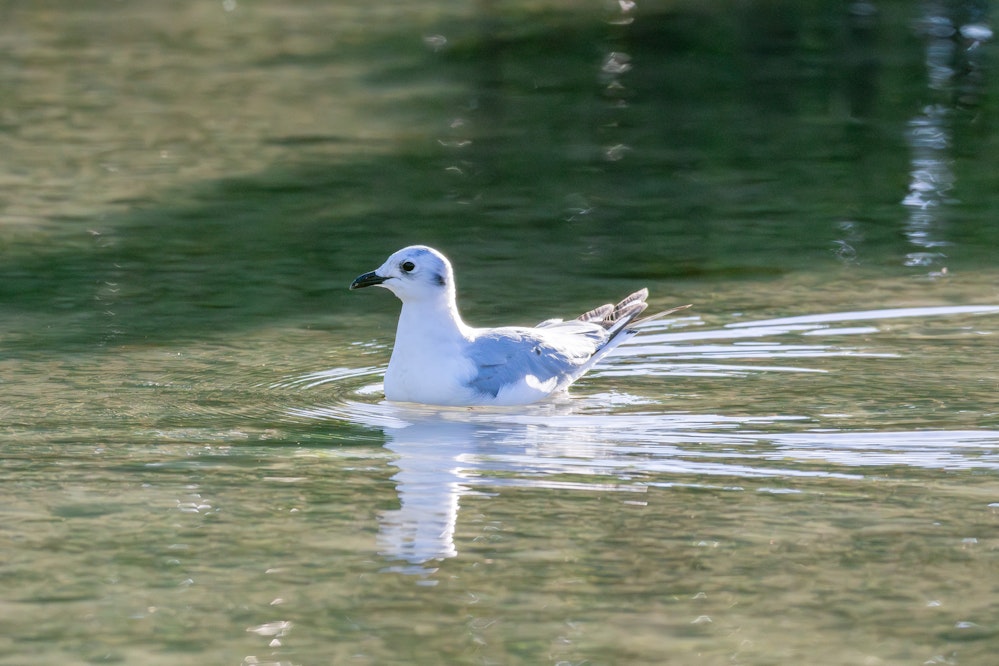 水面を漂うズグロカモメ - 2025.11.08